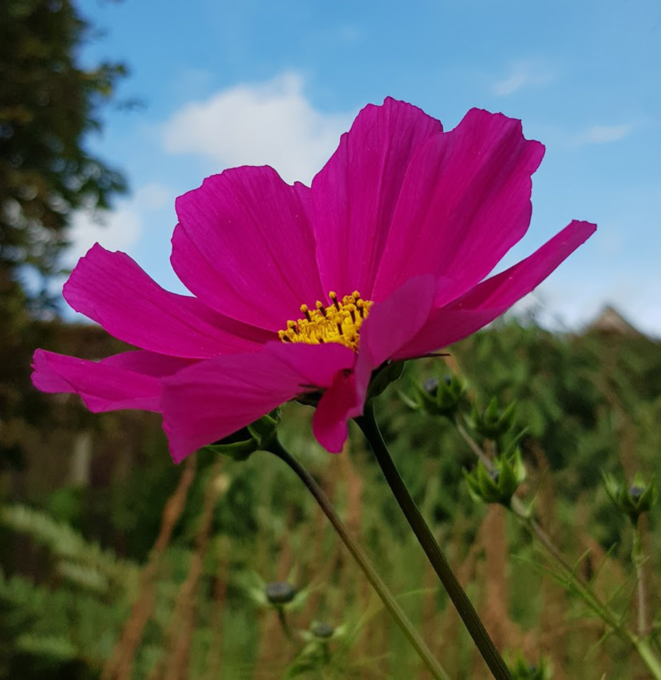 Holistische welzijnspraktijk biofeetback ronse oudenaarde brakel gent