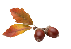 Welzijnspraktijk Biofeetback Oudenaarde