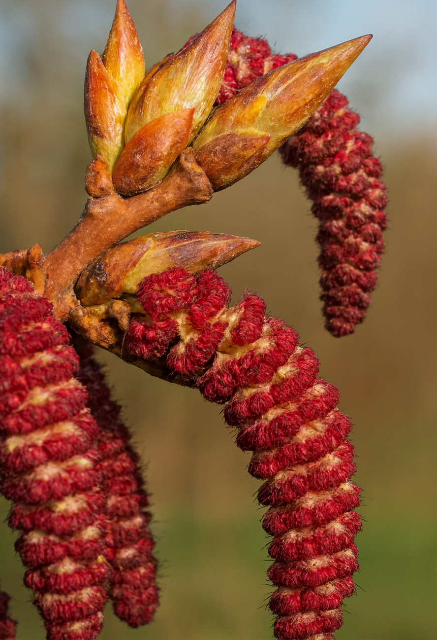 gemmotherapie oudenaarde ronse