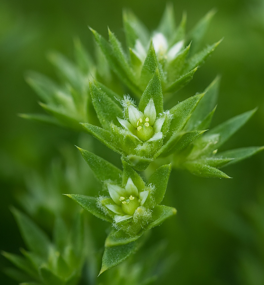 menopauzeconsulente ronse oudenaarde