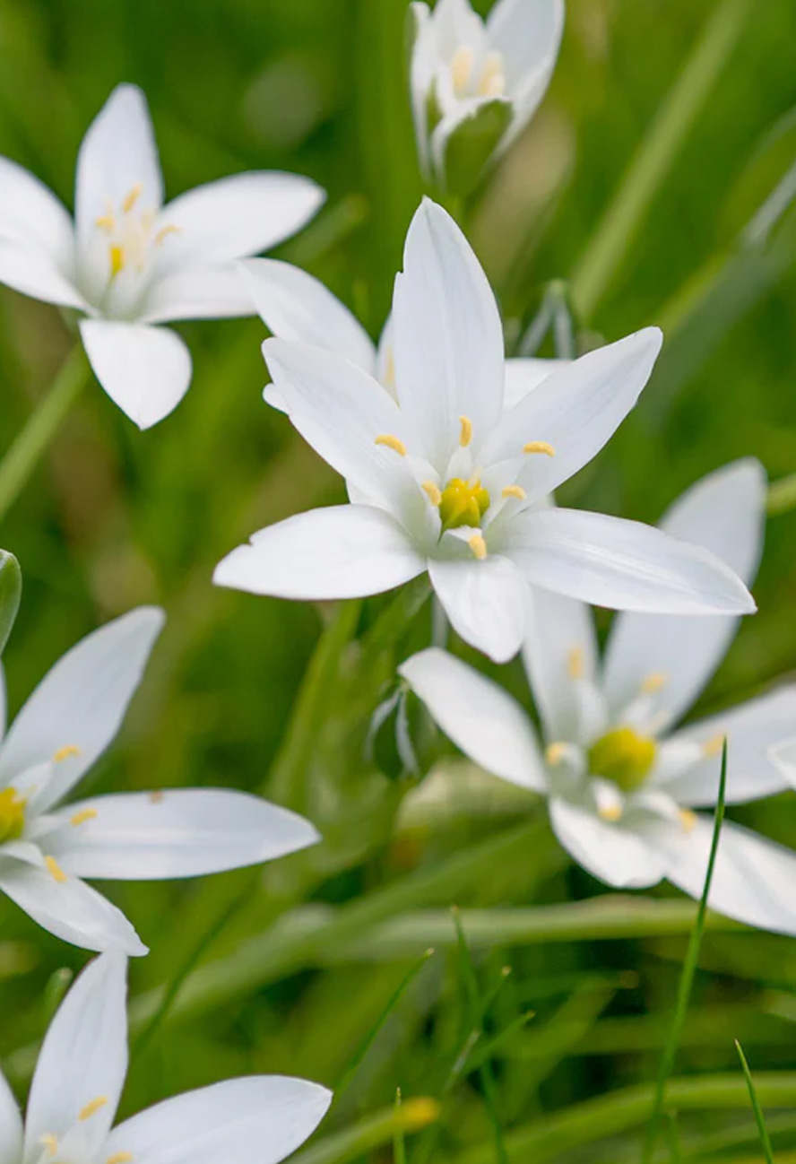 starremedies oudenaarde ronse