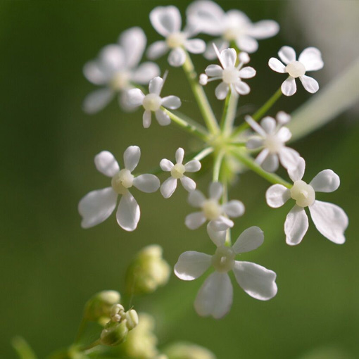 marie-claire defrenne bloesems